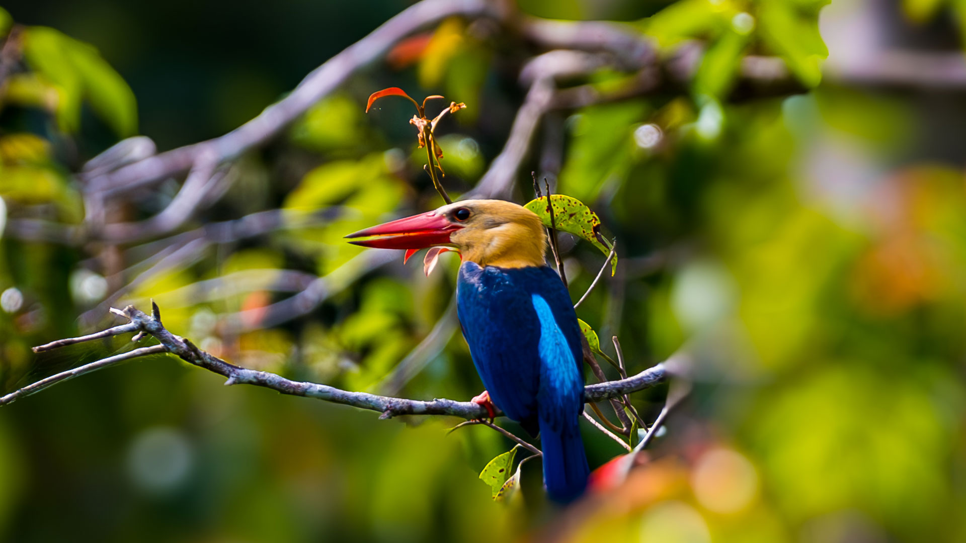 King Fisher