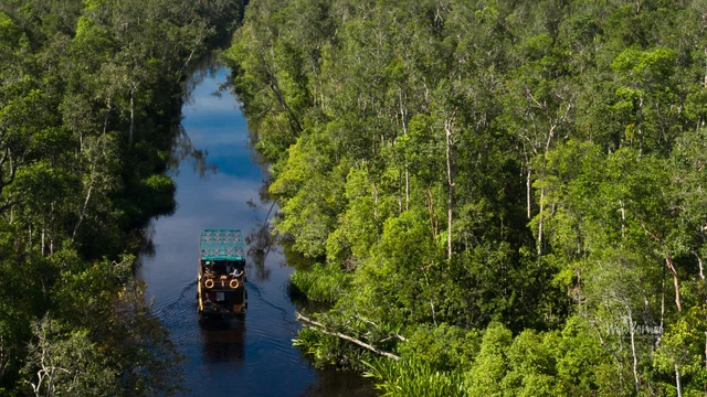 Tanjung Puting National Park & Camp Leakey Cruise