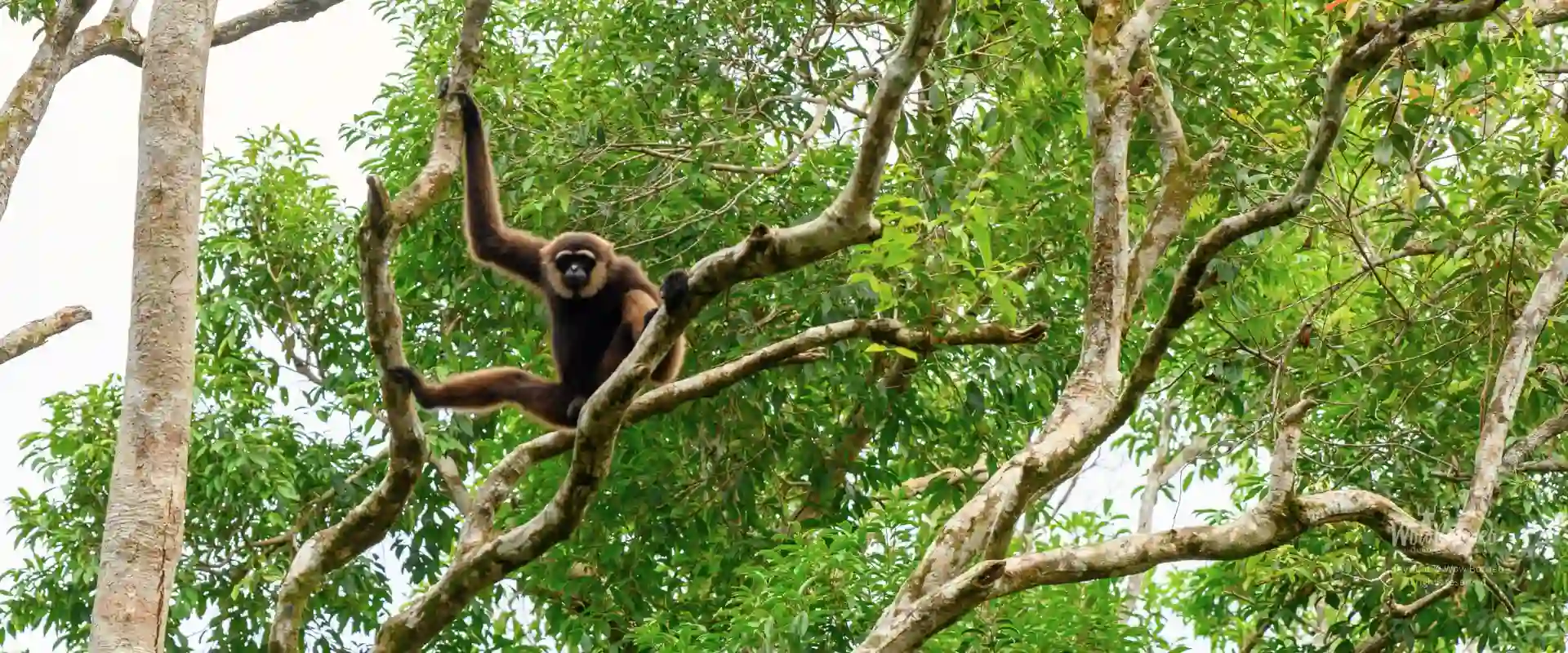 Gibbon