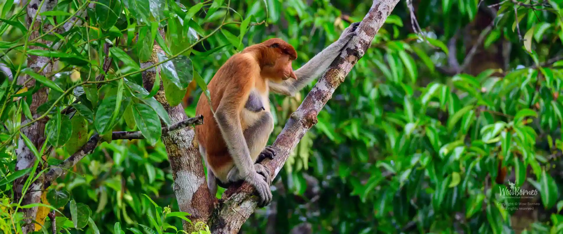 Proboscis monkey