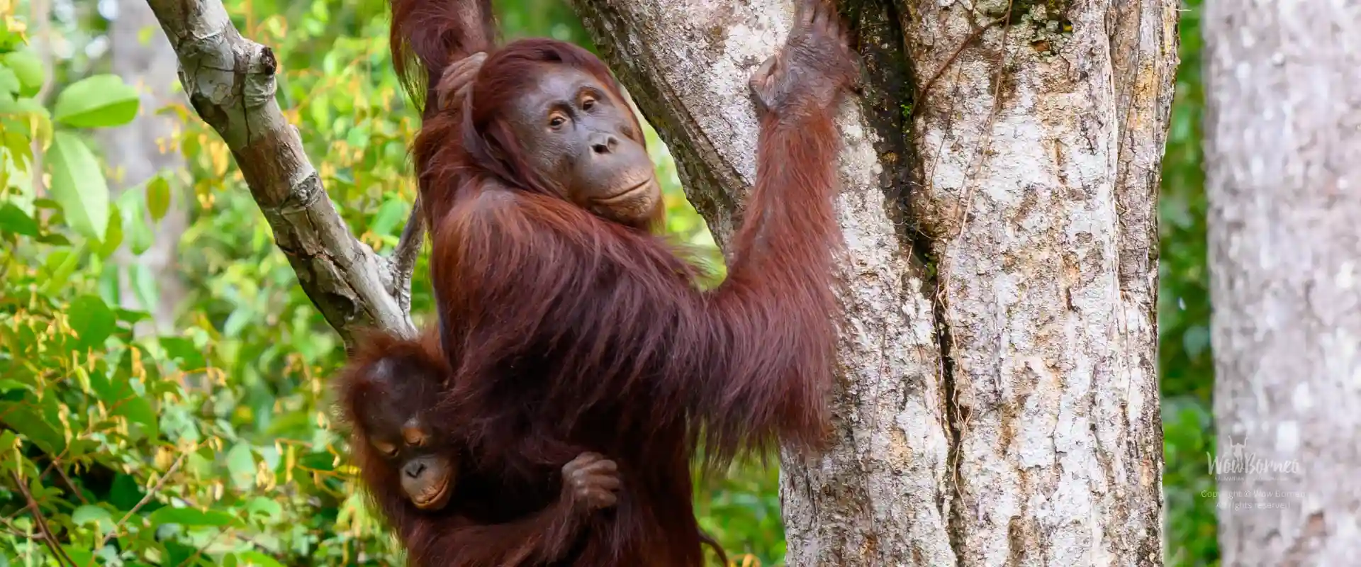 Orangutan Sighting in Sebangau National Park