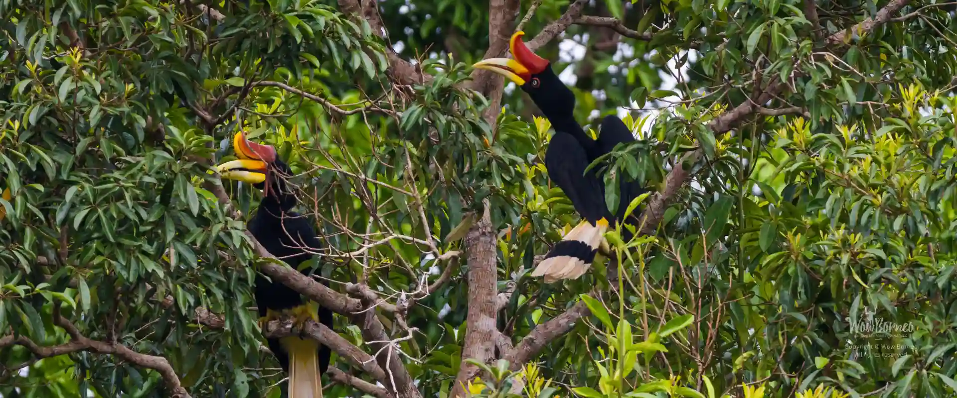 Hornbills