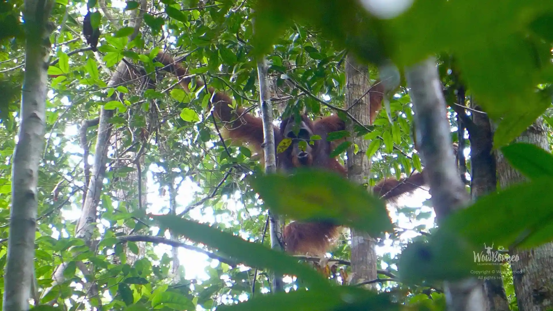 Explore the Jungle Heart of Kalimantan
