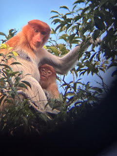 bekantan monkey in sebangau national park