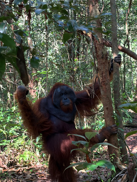 orang utan in tanjung puting national park